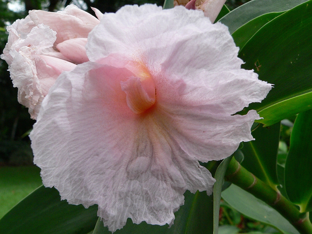 100 Cairns Botanic Gardens.jpg